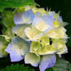 seashell481